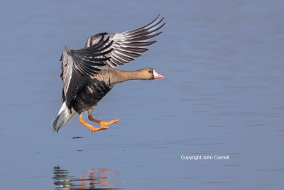 Anser-albifrons;Flying-Bird;Greater-White-fronted-Goose;Landing;Photography;Whit